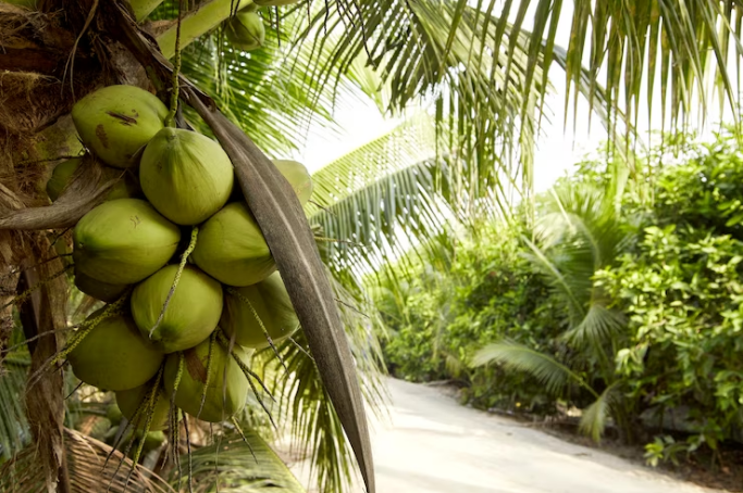 Sustainable Coconut: A Commitment to the Environment in Every Cookie